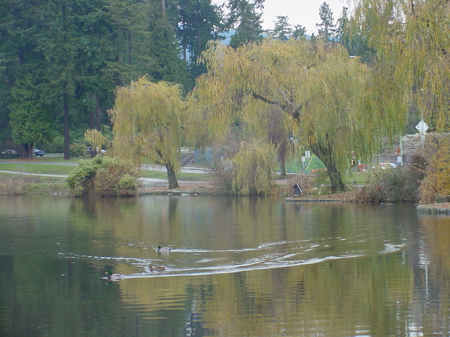 Landscape of Stanley Park
 - landscape; Vancouver; Stanley Park; 