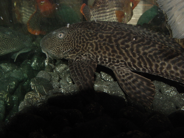 열대어
 - Suckermouth Catfish; Hypostomus plecostomus; 