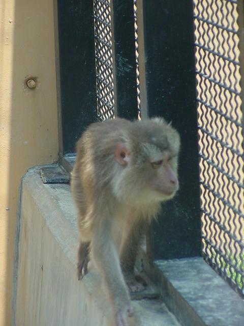 돼지꼬리원숭이(Pig-tailed Macaque)
 - 돼지꼬리원숭이; Pig-tailed Macaque; Southern Pig-tailed Macaque; Macaca nemestrina; Pig-tailed Monkey; 