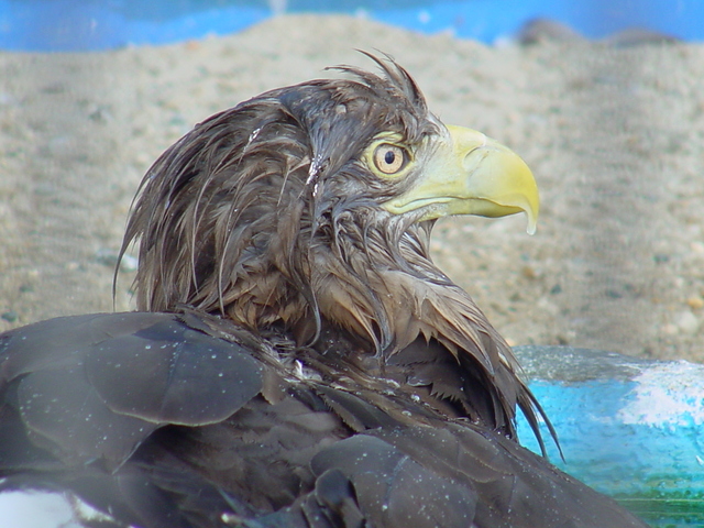 흰죽지참수리(Steller\'s sea eagle/juvenile or female)
