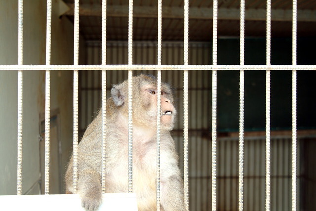 DSCF3420 - 게잡이원숭이; Crab-eating Macaque; Philippine Monkey; Macaca fascicularis; monkey; 