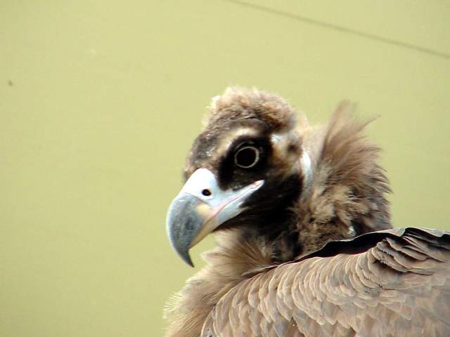 Eurasian black vulture (Cinereous vulture) | 독수리