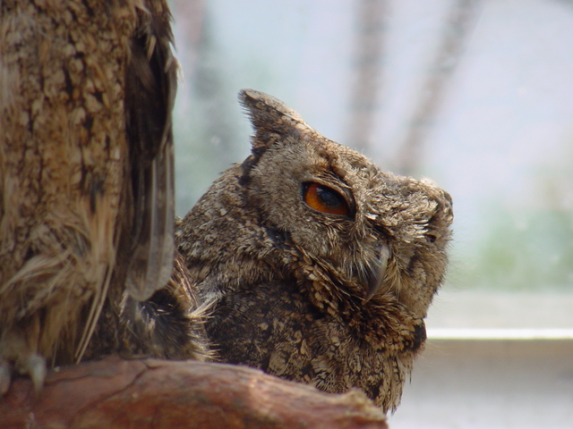 큰소쩍새(Collared Scops Owl)
 - 큰소쩍새; Collared Scops Owl; Otus bakkamoena; 올빼미목; 올빼미과; 