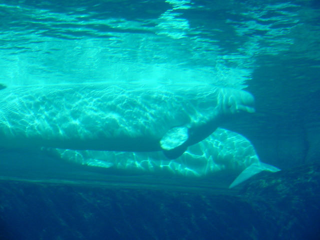 Beluga Whales - beluga; white whale; Delphinapterus leucas; 흰고래; 
