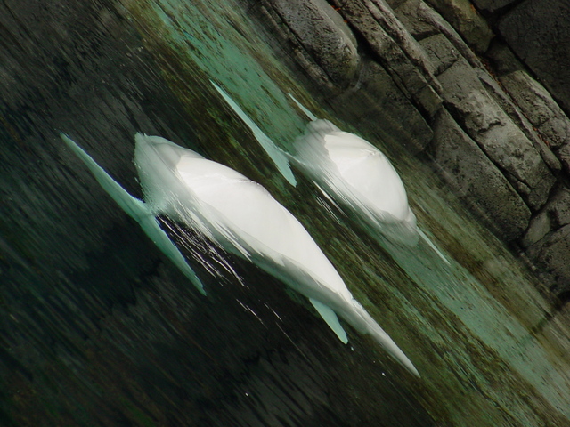 Beluga Whales
 - beluga; white whale; Delphinapterus leucas; 