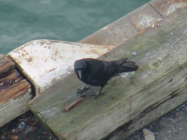 common raven
