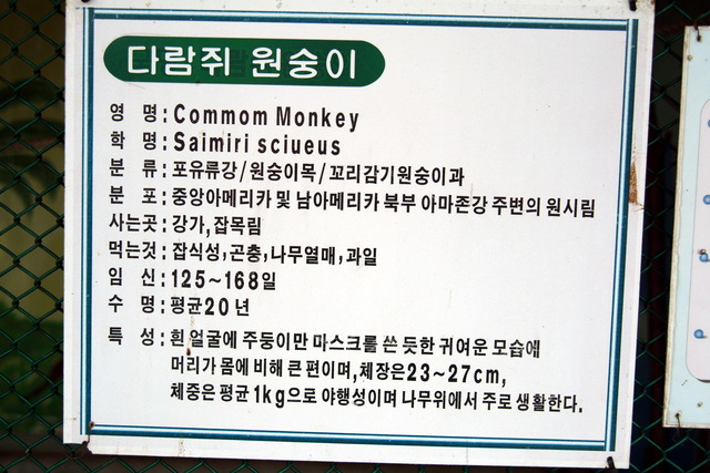 DSCF3339 - 다람쥐원숭이; Saimiri sciureus; Common Squirrel Monkey; 