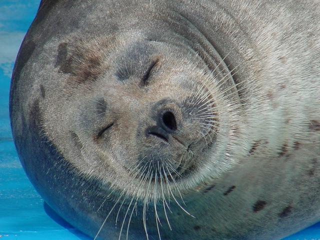참깨점박이바다표범(Harbor Seal, <i>Phoca vitulina</i>)
