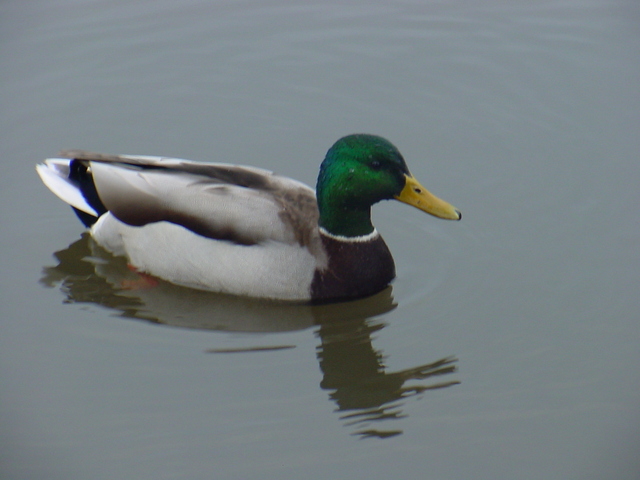 Mallard Duck
 - mallard; drake; 