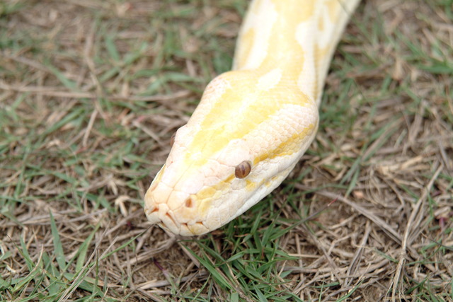 DSCF3315 - Burmese Python; Python molurus bivittatus; 버마비단뱀; 백화형; Albino; 