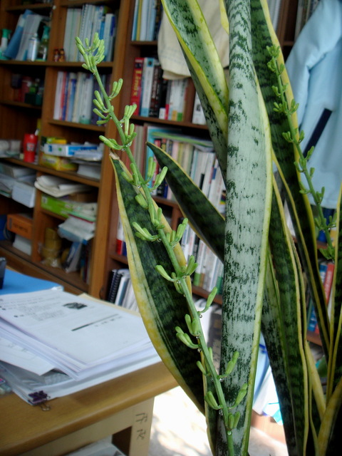 산세베리아꽃 - 산세베리아; Sansevieria trifasciata; 호랑이꼬리; 천세란; 千歲蘭; snake plant; 