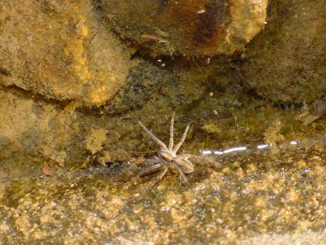 Spider (able water slider) | 아기늪서성거미(?)
 - 거미; 아기늪서성거미; 