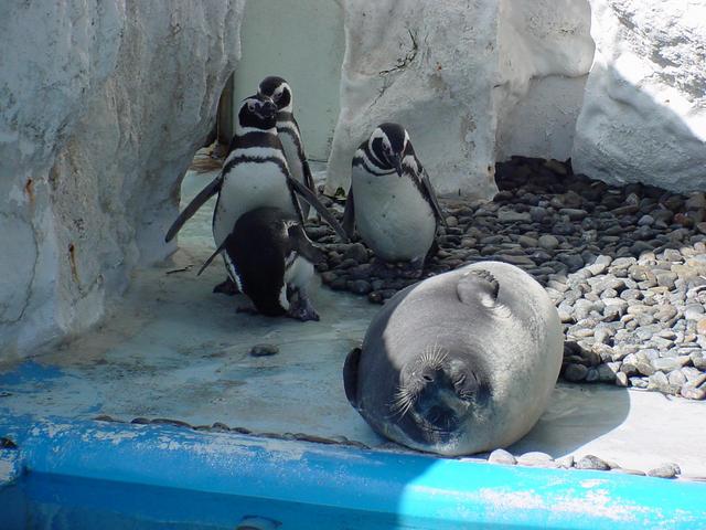 마젤란펭귄(Magellanic Penguins)
