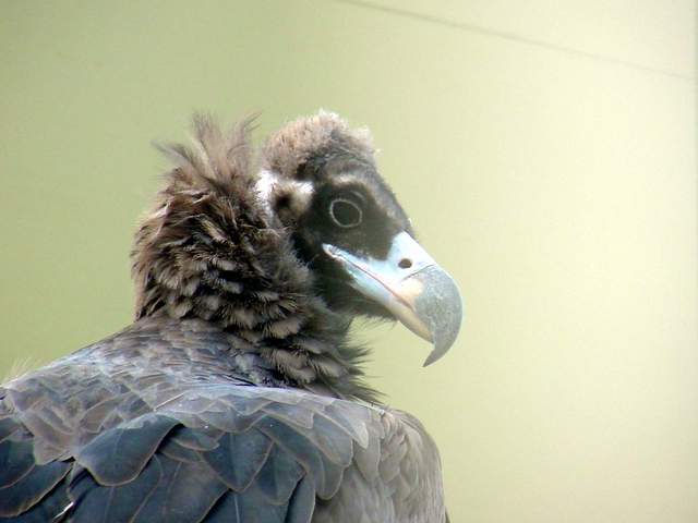 Eurasian black vulture (Cinereous vulture) | 독수리