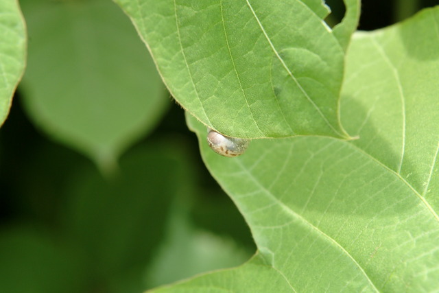 DSCF6530 - 칡; 잎; 달팽이; Pueraria montana var. lobata; 콩목; 콩과; 칡 잎; 