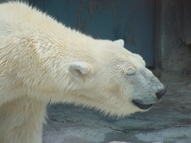 북극곰/흰곰(Polar Bear)
 - Ursus maritimus; Polar Bear; 북극곰; 