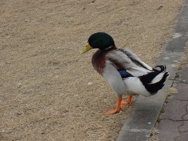 청둥오리(mallard duck)
