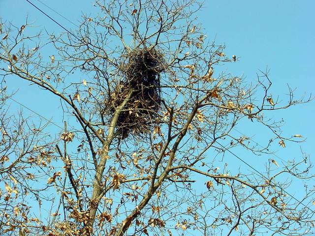 Magpie\'s nest | 까치집 - 풍경; 까치집; 