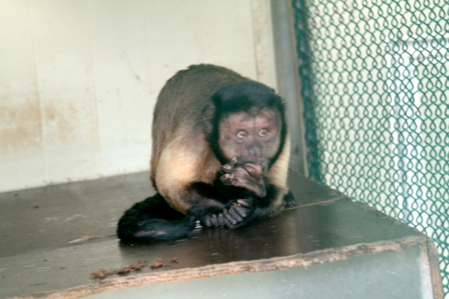 DSCF3327 - 갈색꼬리감기원숭이; Tufted Capuchin; Cebus apella; Brown Capuchin Monkey; Black-capped Capuchin; 원숭이; 