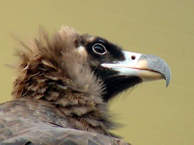 Eurasian black vulture (Cinereous vulture) | 독수리 - 독수리; Cinereous vulture; 