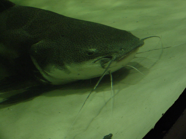 Red-tailed Catfish
 - redtail catfish; 