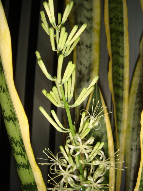 산세베리아꽃 - 산세베리아; Sansevieria trifasciata; 호랑이꼬리; 천세란; 千歲蘭; snake plant; 꽃; 