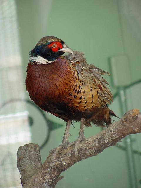 꿩(Ring-necked Pheasant/young male) - Phasianus colchicus; 