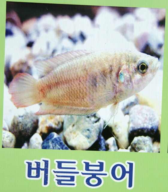 DSCF3361 - 버들붕어; Macropodus chinensis; 민물고기; 