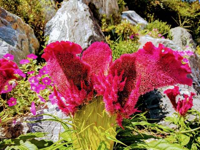 붉은 맨드라미 꽃 - 맨드라미; 비름과; Celosia cristata; 대전; 붉은색 꽃; 