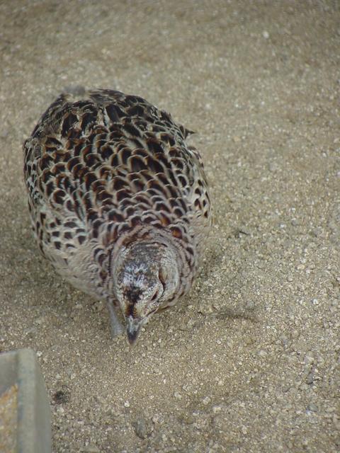 꿩(Ring-necked Pheasant/female) - 까투리; 꿩; Phasianus colchicus; 