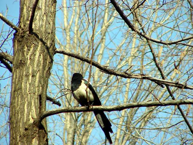 Black-billed Magpie | 나무위의 까치