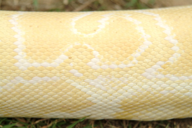 DSCF3319 - Burmese Python; Python molurus bivittatus; 버마비단뱀; 백화형; 