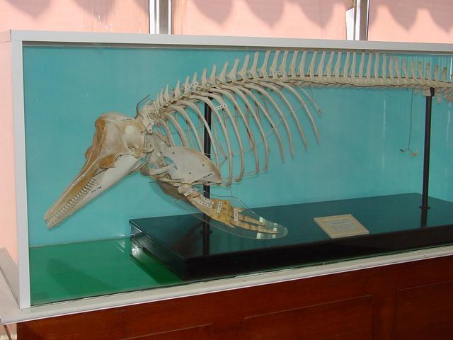 큰돌고래의 골격(skeleton of bottlenosed dolphin)