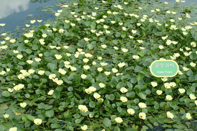DSCF7171 - 꽃; 물양귀비; water poppy; Hydrocleys nymphoides; 