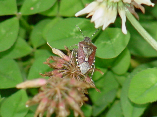 토끼풀과 노린재(방패벌레, shield bug)
 - 알락수염노린재; Dolycoris baccarum; 노린재; 