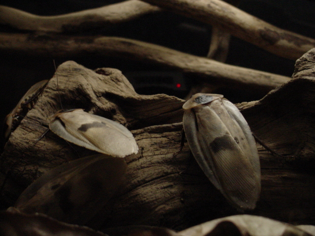 Amazon Giant Cockroaches (아마존의 대형 바퀴벌레)
 - giant cockroache; giant cockroach; 