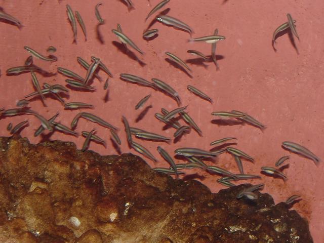 등설망둑(<i>Parioglossus dotui</i> Tomiyama), Dartfish)
 - 등설망둑; Parioglossus dotui; 