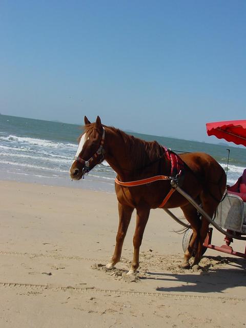 해변의 말과 마차 - 대천해수욕장; 말; 마차; horse; 