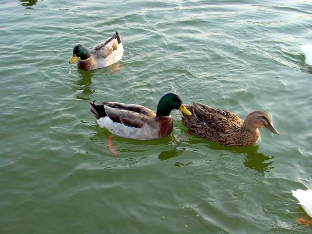 Mallard Ducks | 청둥오리