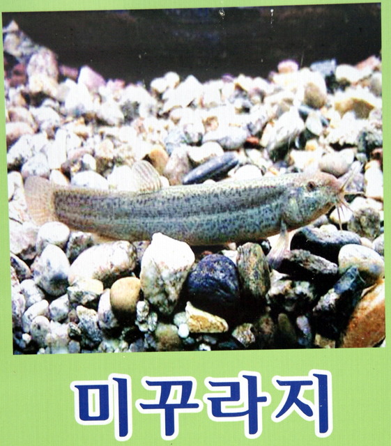 DSCF3363 - 민물고기; 미꾸라지; Misgurnus mizolepis; 