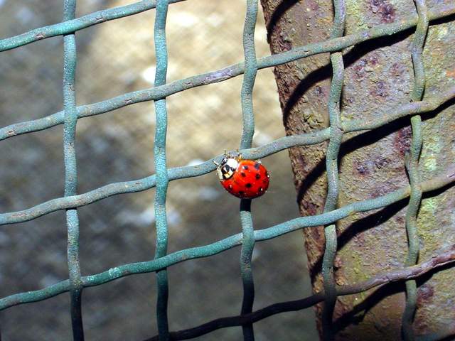 Ladybug | 무당벌레