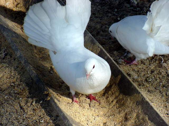 Fantail Pigeon | 부채꼬리비둘기