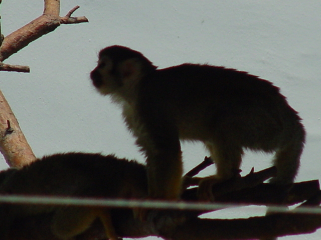 다람쥐원숭이(Squirrel monkey)
 - 다람쥐원숭이; squirrel monkey; 