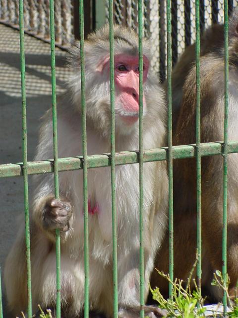 일본원숭이(Japanese Macaque)
 - 일본원숭이; 