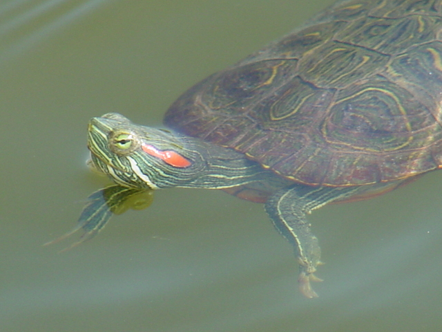 청거북(Red-eared slider turtle)
 - 청거북; red-eared slider; 붉은귀거북; 