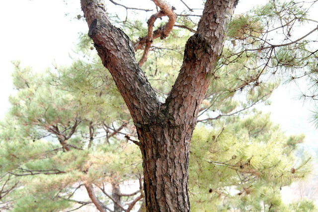 DSCF2234 - 소나무; 나무; 