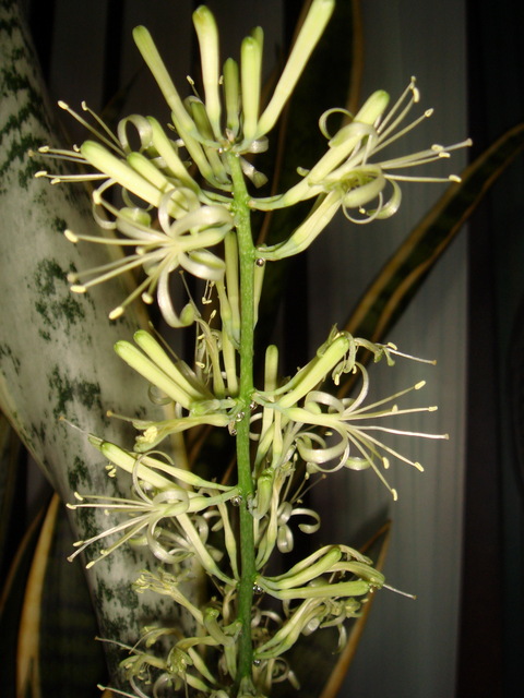 산세베리아꽃 - 산세베리아; Sansevieria trifasciata; 호랑이꼬리; 천세란; 千歲蘭; snake plant; 꽃; 