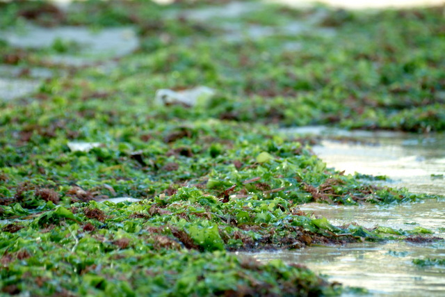 해수욕장 풍경 - 해초