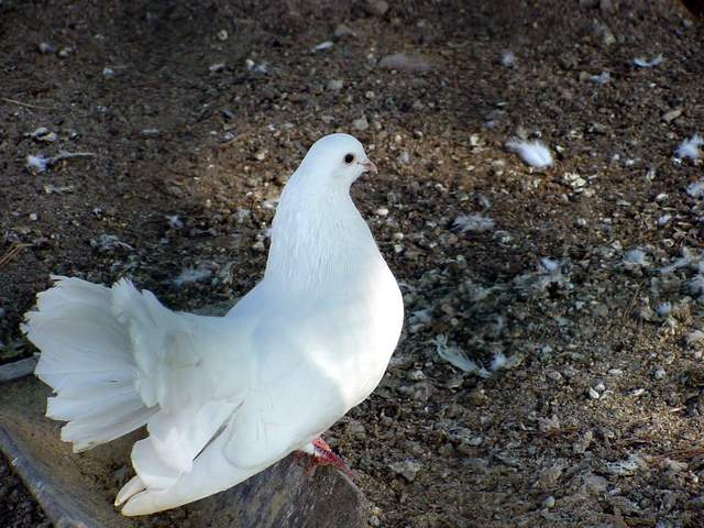 Fantail Pigeon | 부채꼬리비둘기 - 공작비둘기; Columba livia var. domestica; 