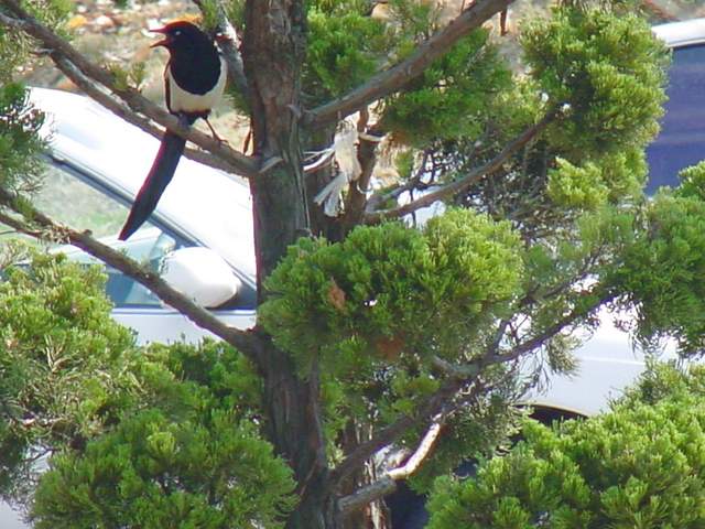Black-billed Magpie | 까치 - 까치; Korean magpie; Pica sericea; 